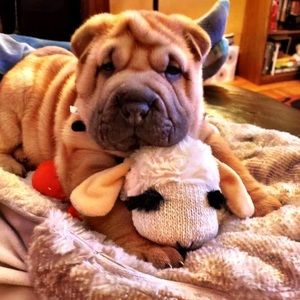 Meet your Posher, Gino